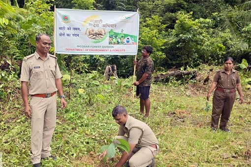 Tree Plantation