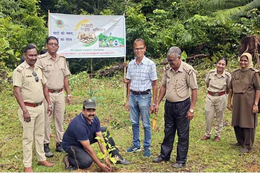 Tree Plantation