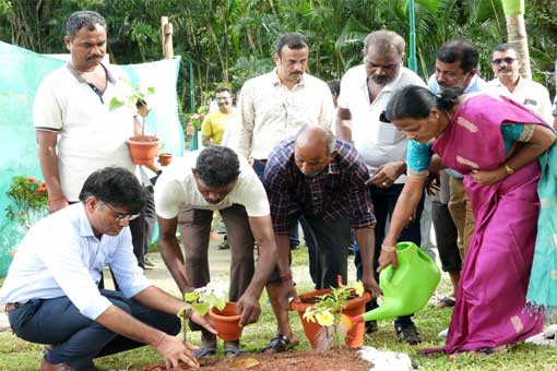 Tree Plantation