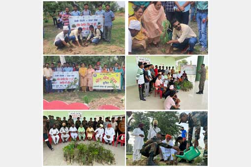Tree Plantation