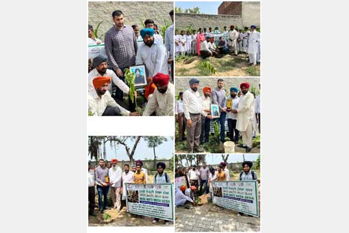 Tree Plantation
