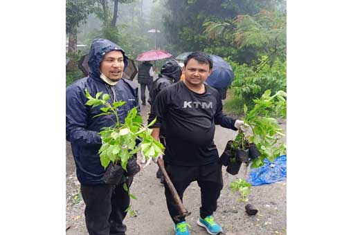 Tree Plantation
