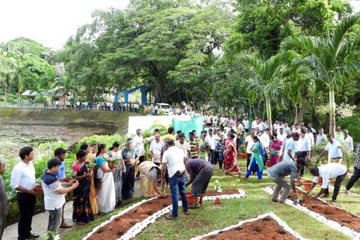 Tree Plantation