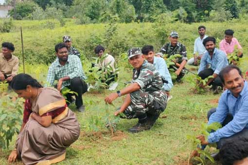 Tree Plantation