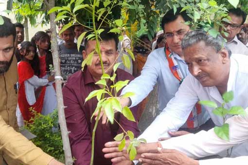 Tree Plantation