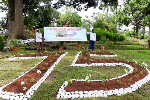 Tree Plantation