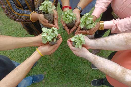 Tree Plantation