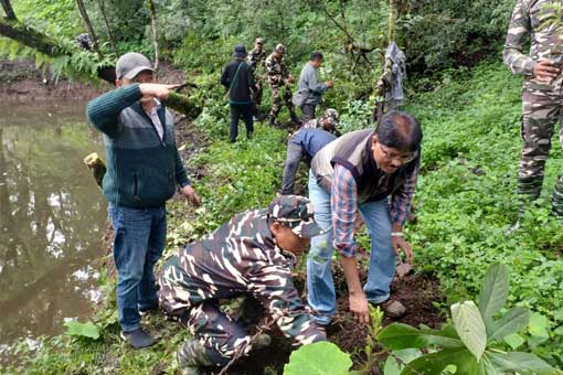 Tree Plantation