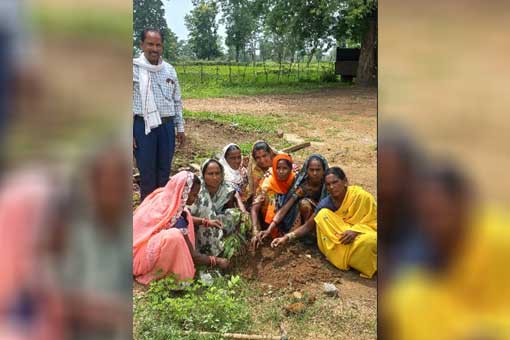 Tree Plantation