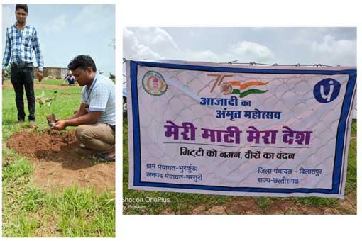 Tree Plantation