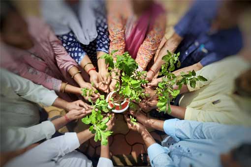 Tree Plantation