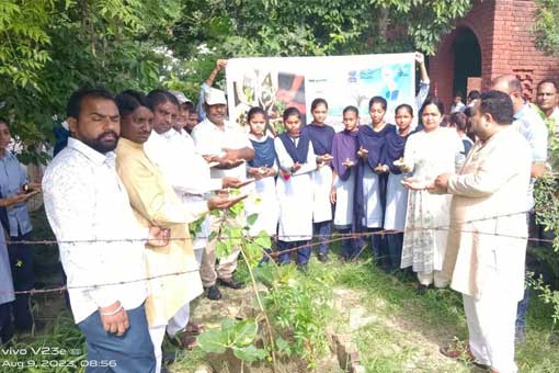 Tree Plantation