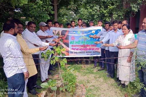 Tree Plantation