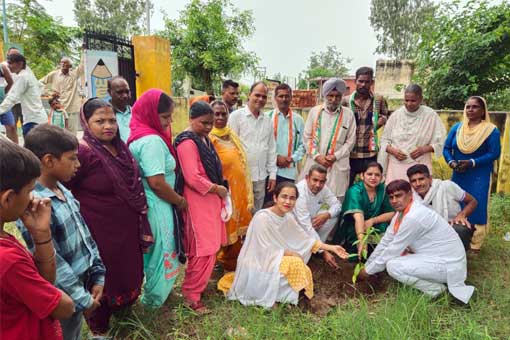 Tree Plantation
