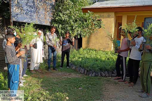 Tree Plantation