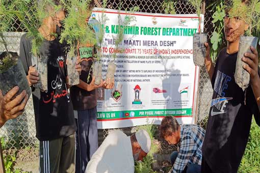 Tree Plantation