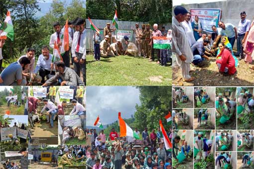 Tree Plantation