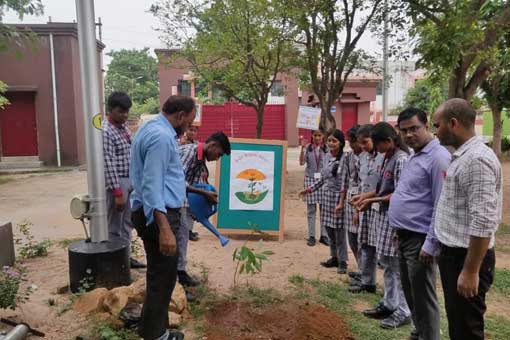 Tree Plantation