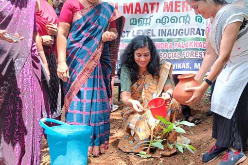 Tree Plantation