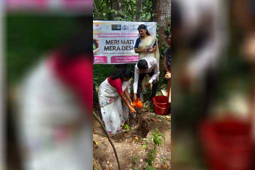 Tree Plantation