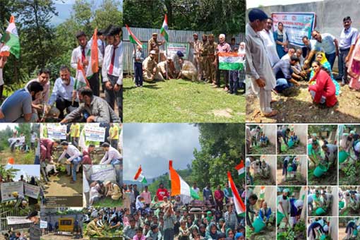 Tree Plantation