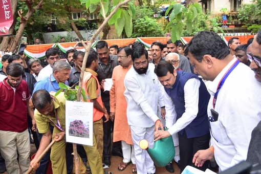 Tree Plantation