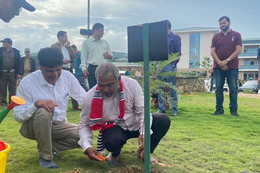 Tree Plantation
