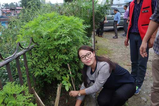 Tree Plantation
